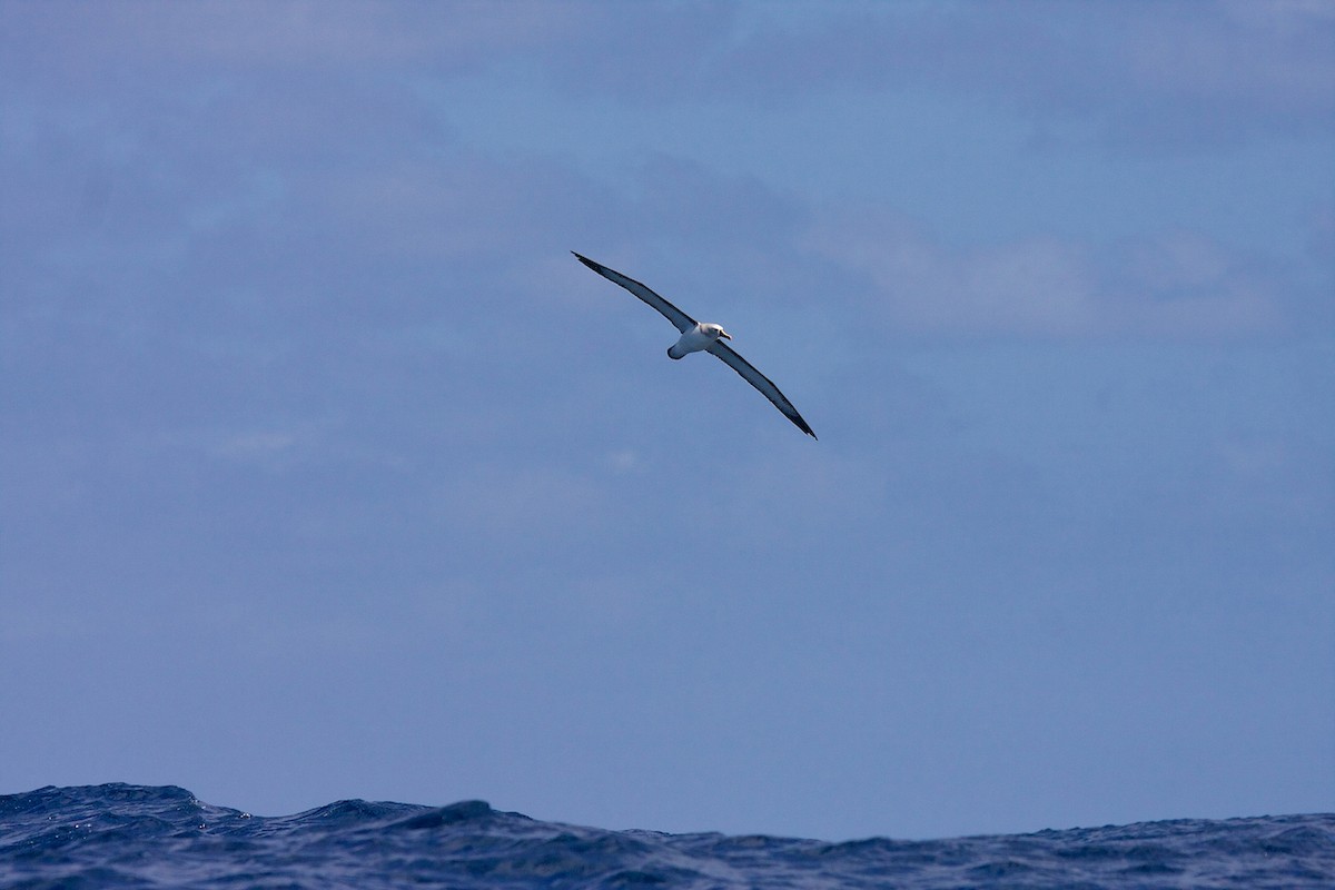 Atlantic Yellow-nosed Albatross - Matt Brady