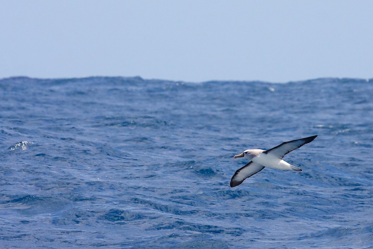 Atlantic Yellow-nosed Albatross - ML64637081