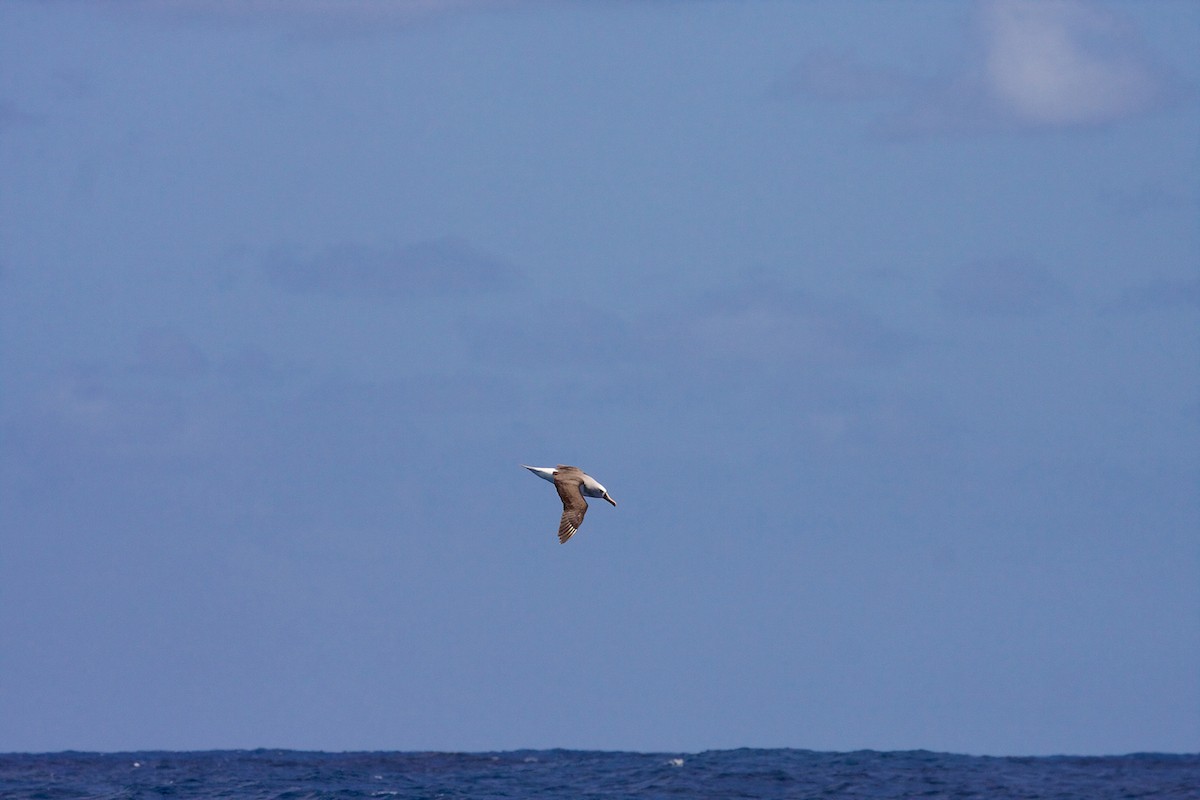 Atlantic Yellow-nosed Albatross - Matt Brady