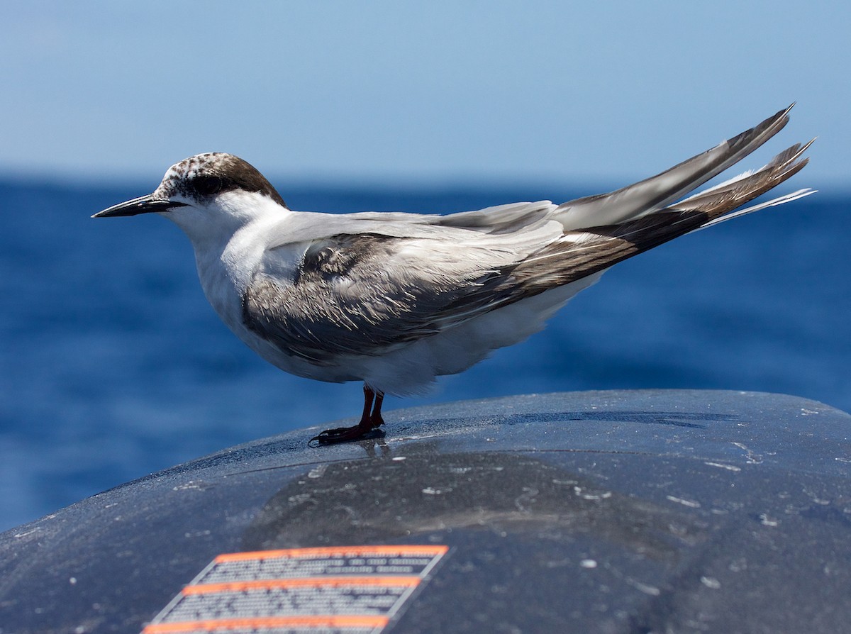 Common Tern - Matt Brady