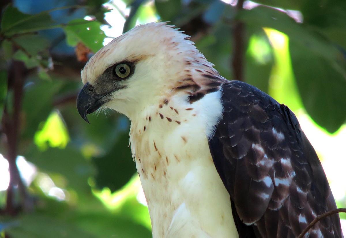 Sulawesi Hawk-Eagle - Wayne Gillatt