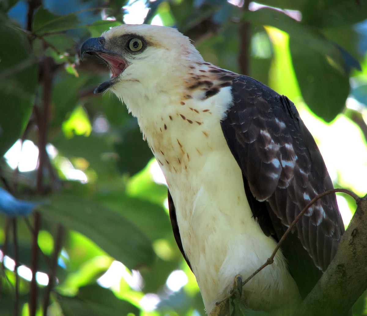 Sulawesi Hawk-Eagle - ML64638461