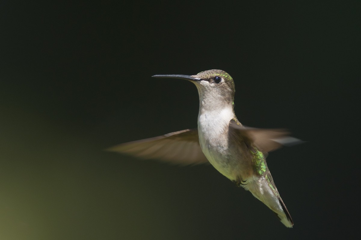 Ruby-throated Hummingbird - Etienne Artigau🦩