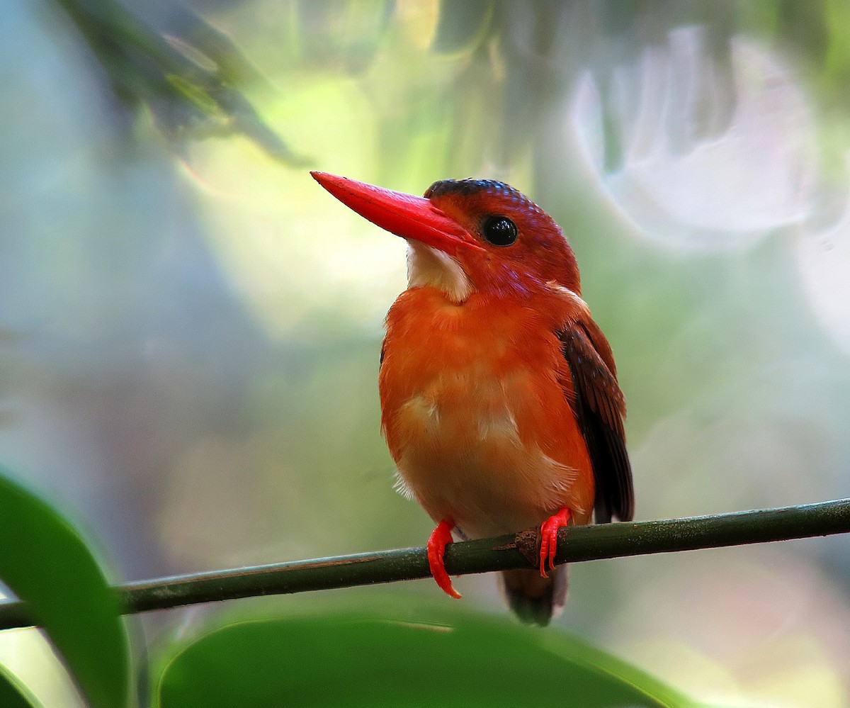 Sulawesi Dwarf-Kingfisher - Wayne Gillatt