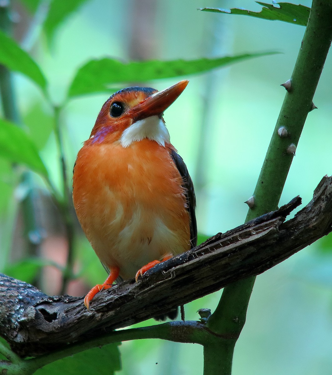Sulawesi Dwarf-Kingfisher - Wayne Gillatt