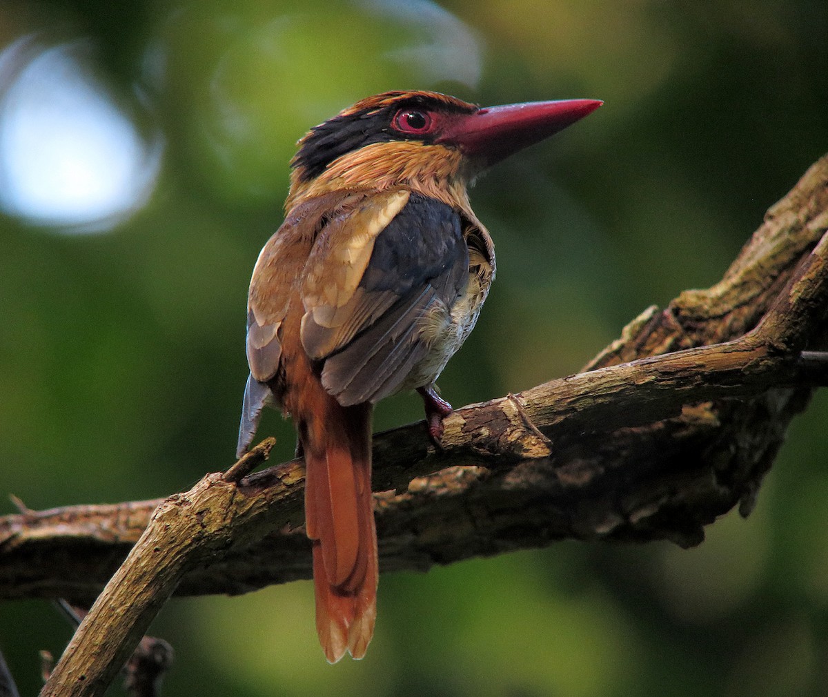 Sulawesi Lilac Kingfisher - Wayne Gillatt