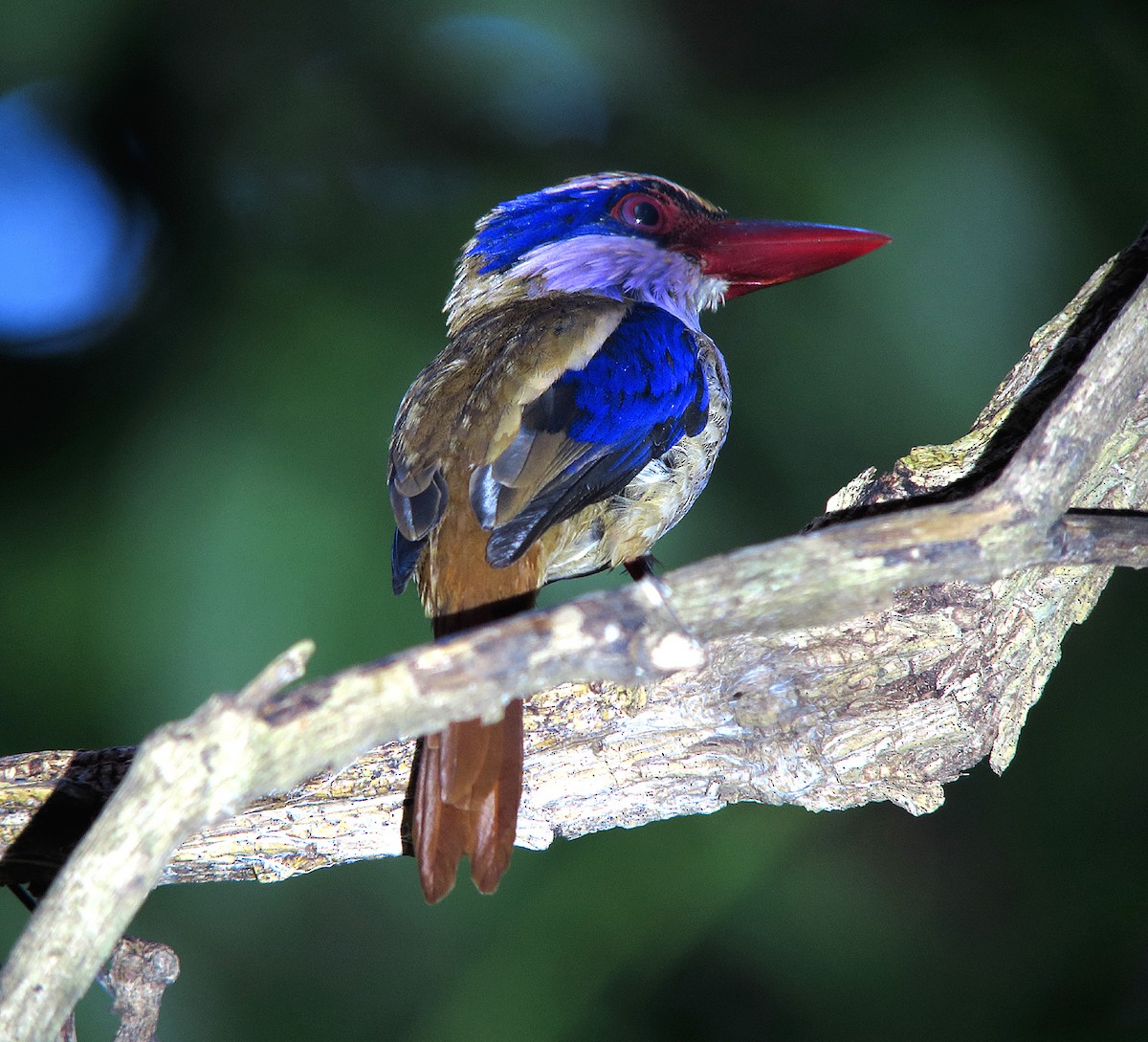 Sulawesi Lilac Kingfisher - Wayne Gillatt