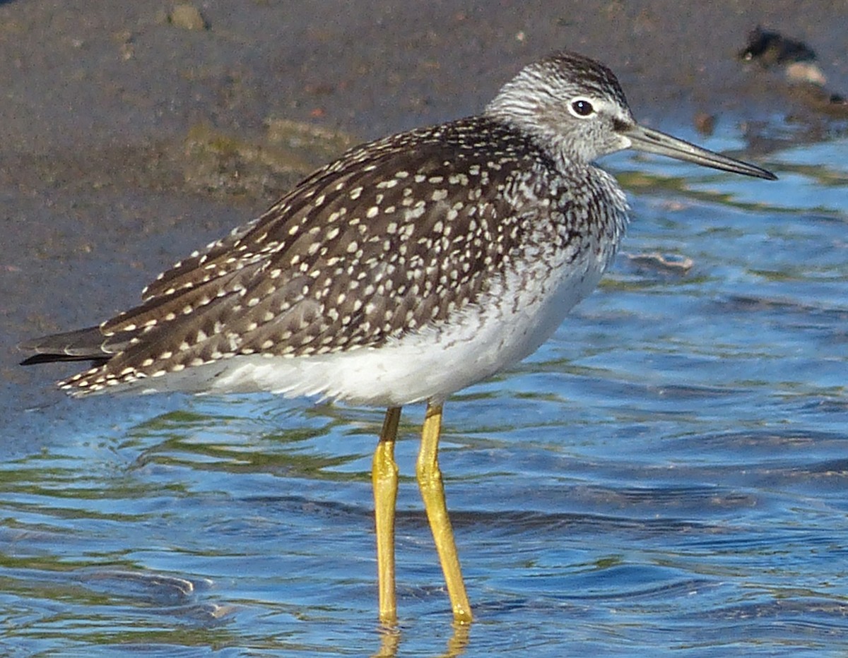 Greater Yellowlegs - Andy Frank
