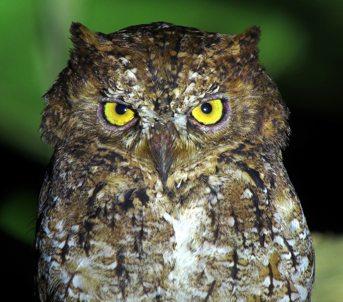 Sulawesi Scops-Owl - Wayne Gillatt