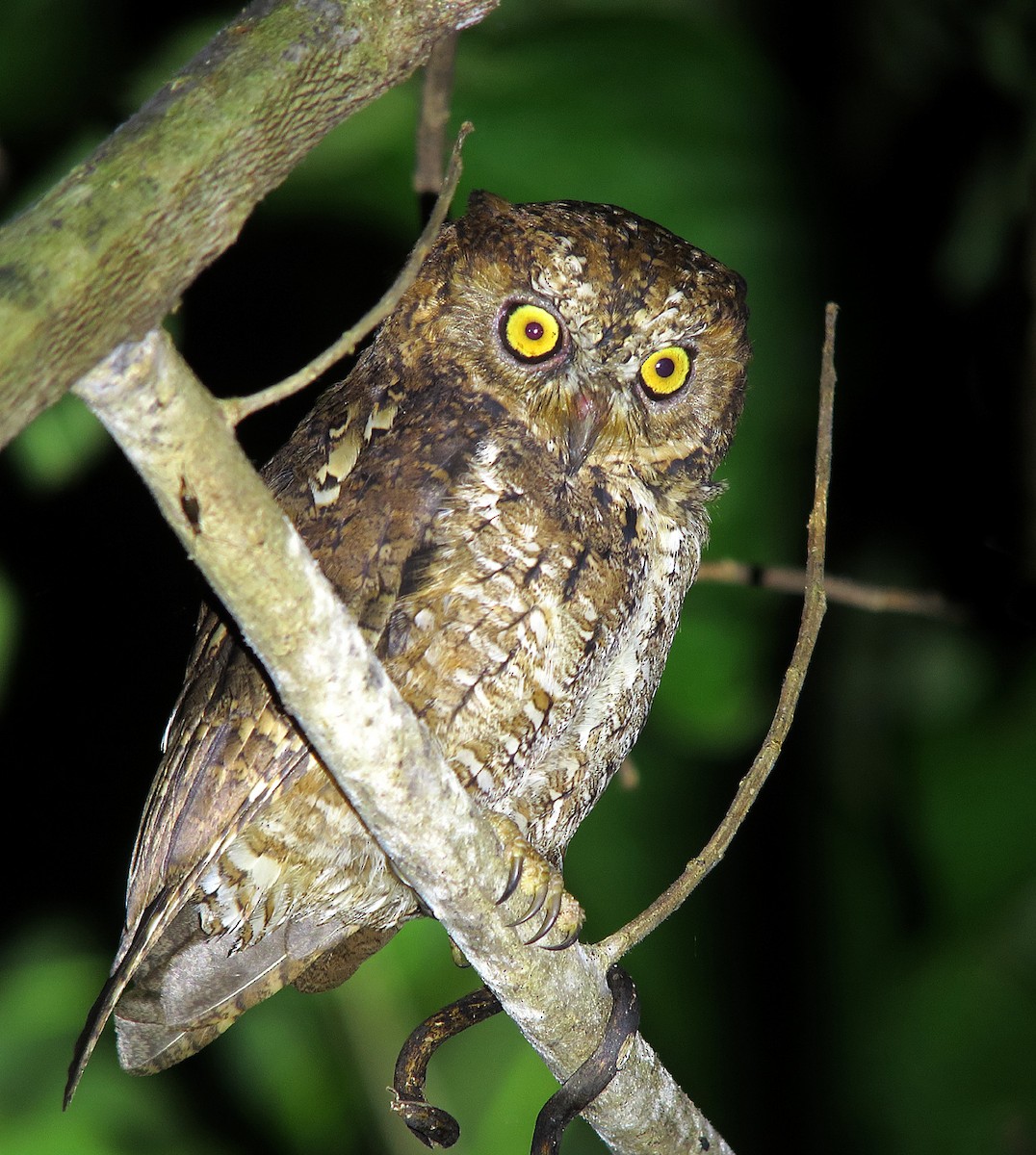 Sulawesi Scops-Owl - ML64639581