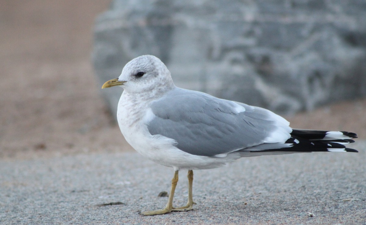 Short-billed Gull - Logan Lalonde