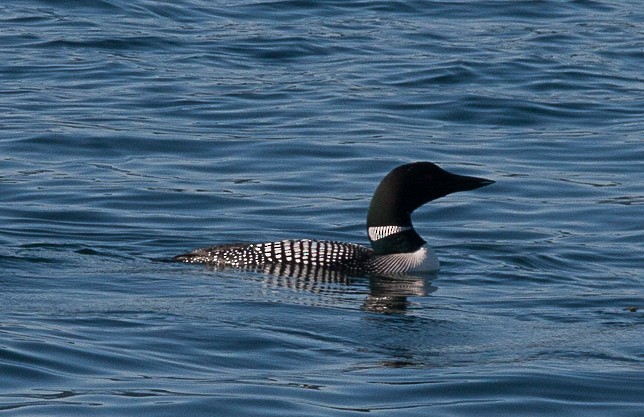 Common Loon - Phil Green