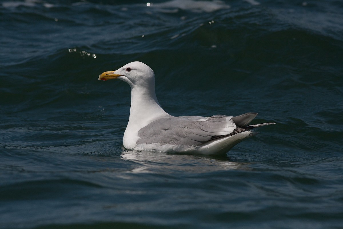 Glaucous-winged Gull - Phil Green