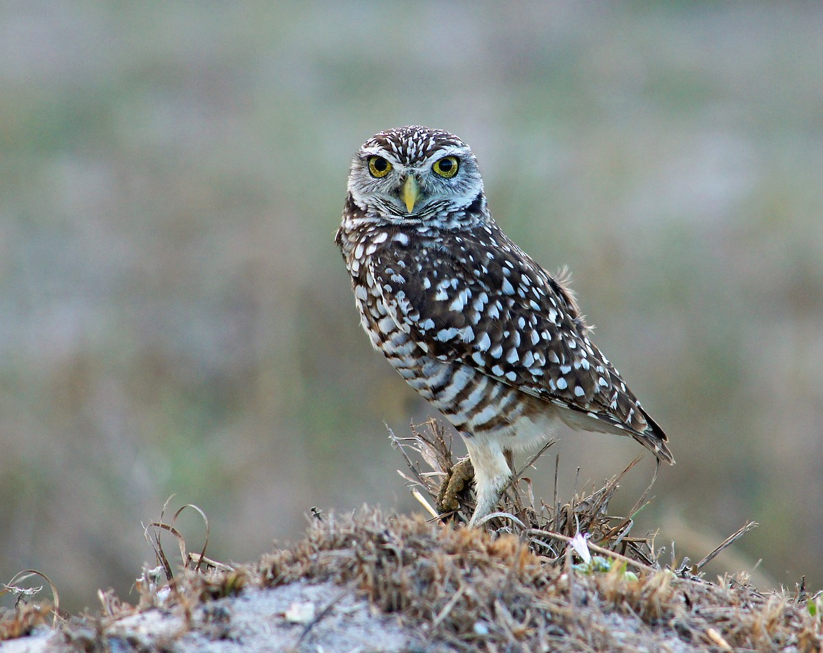 Burrowing Owl (Florida) - Michael Smith