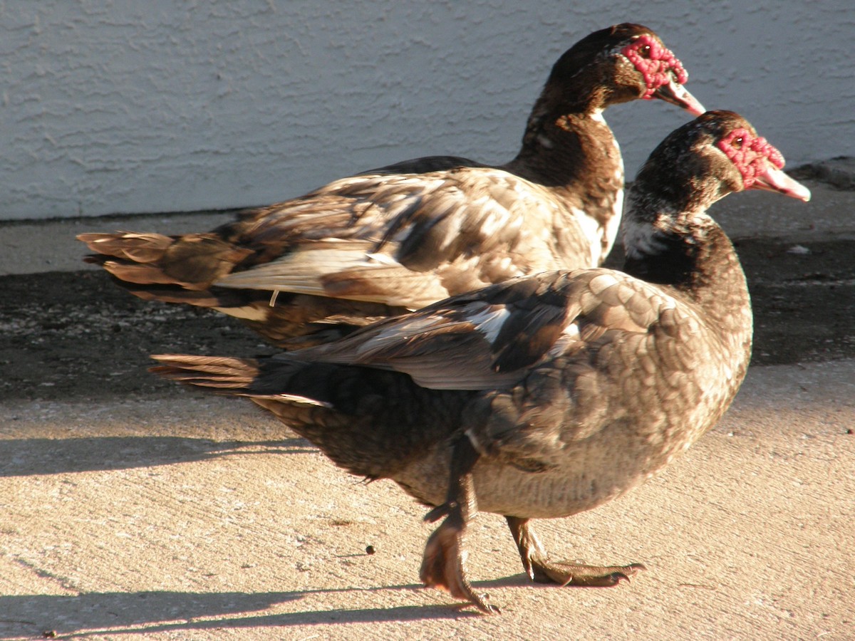 Muscovy Duck (Domestic type) - Bev Hansen