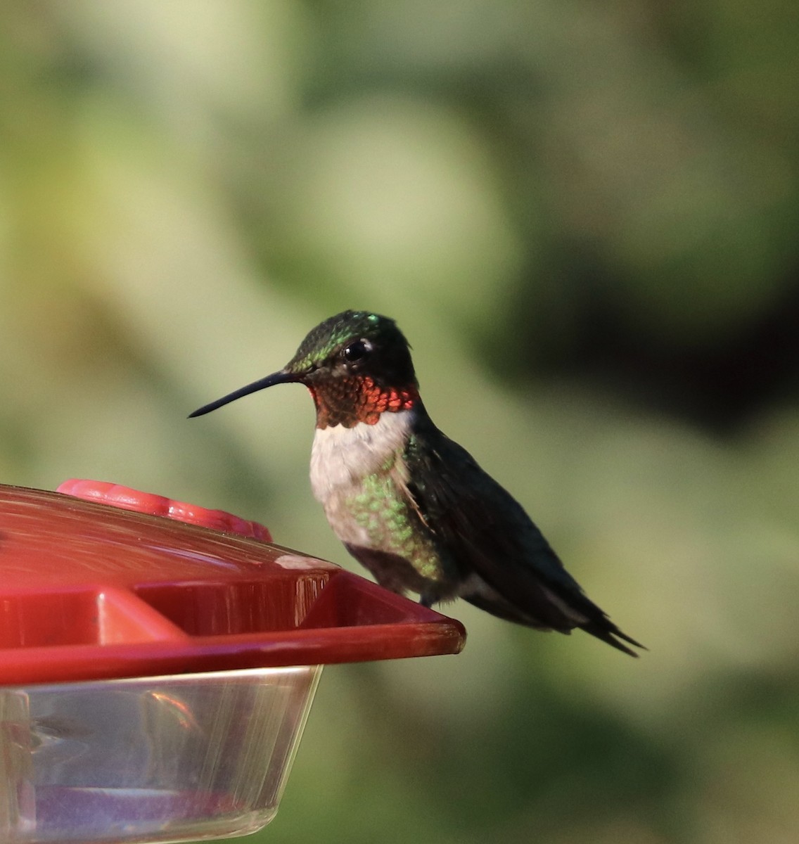 Ruby-throated Hummingbird - ML64652381