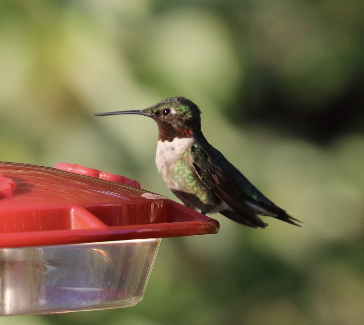Ruby-throated Hummingbird - Elizabeth Curley