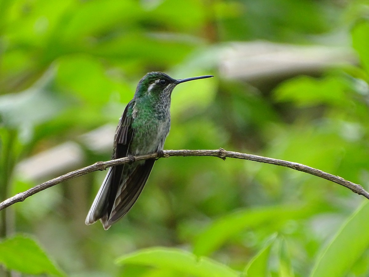 Green-breasted Mountain-gem - ML64652431
