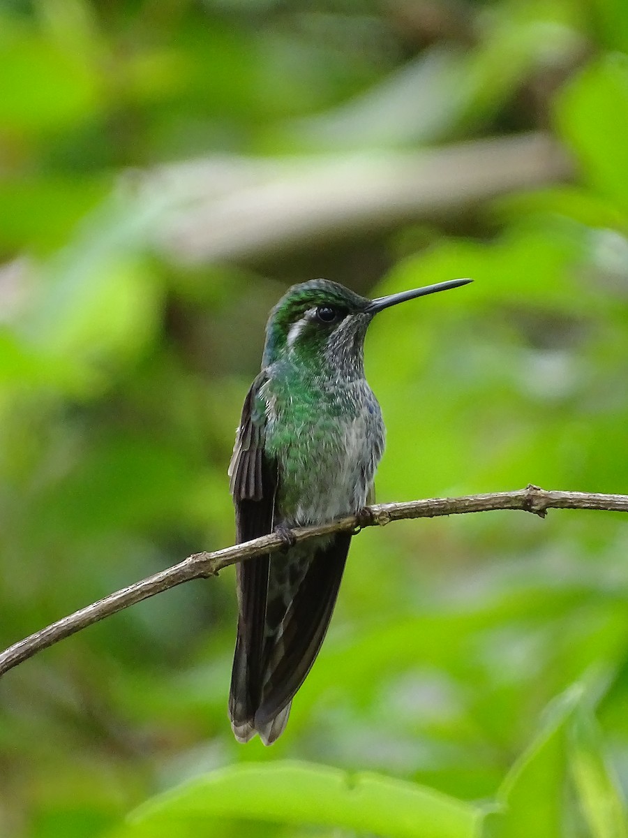Green-breasted Mountain-gem - ML64652771