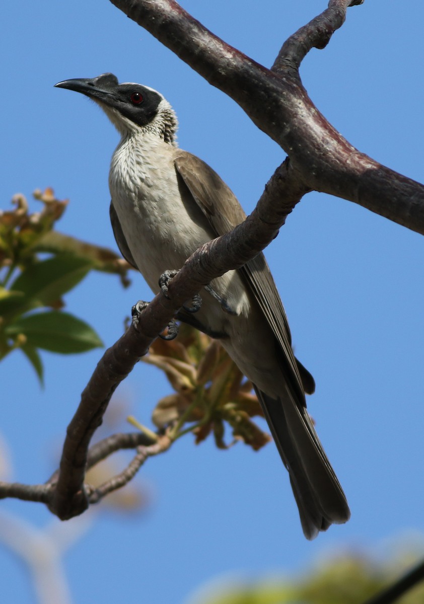 Silver-crowned Friarbird - Derek Stokes