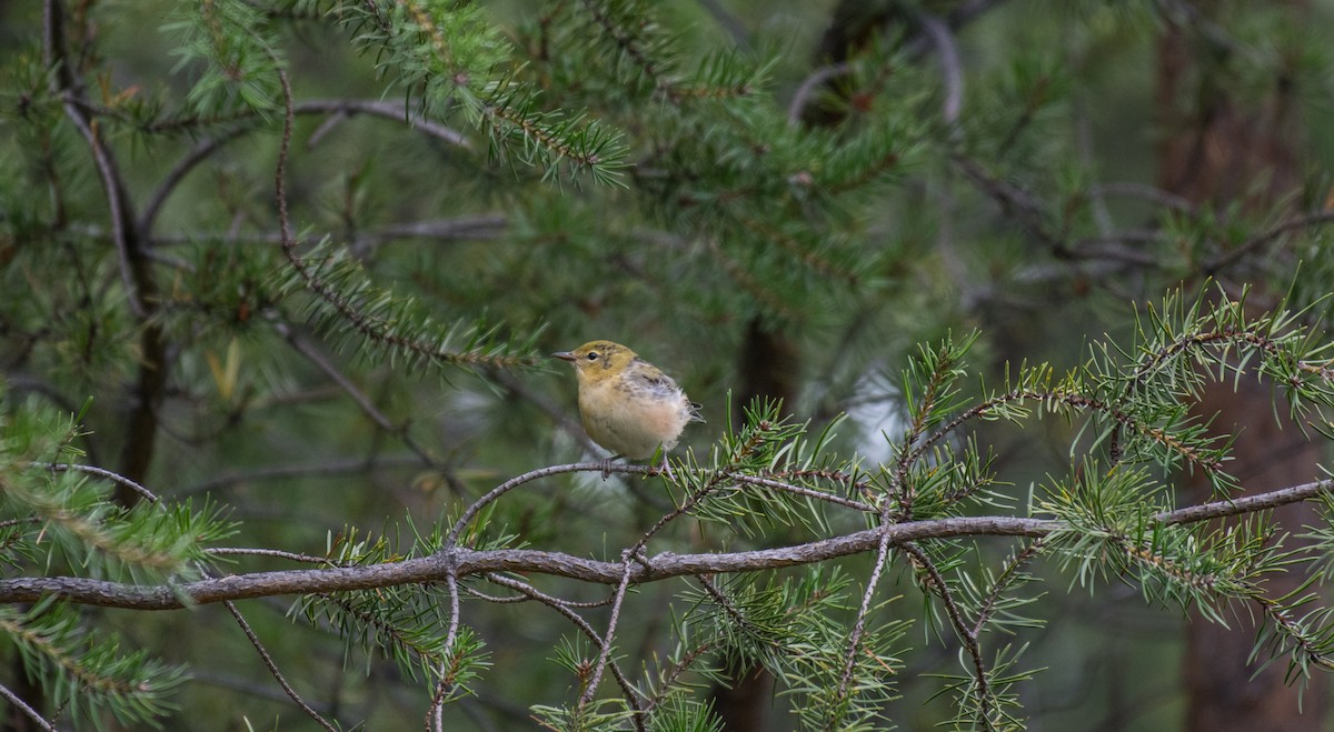 Bay-breasted Warbler - ML64655531
