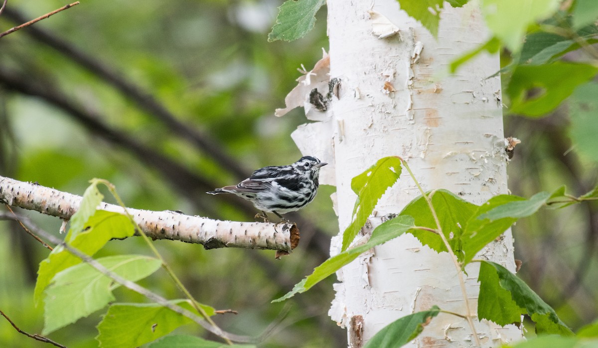 Black-and-white Warbler - ML64655681