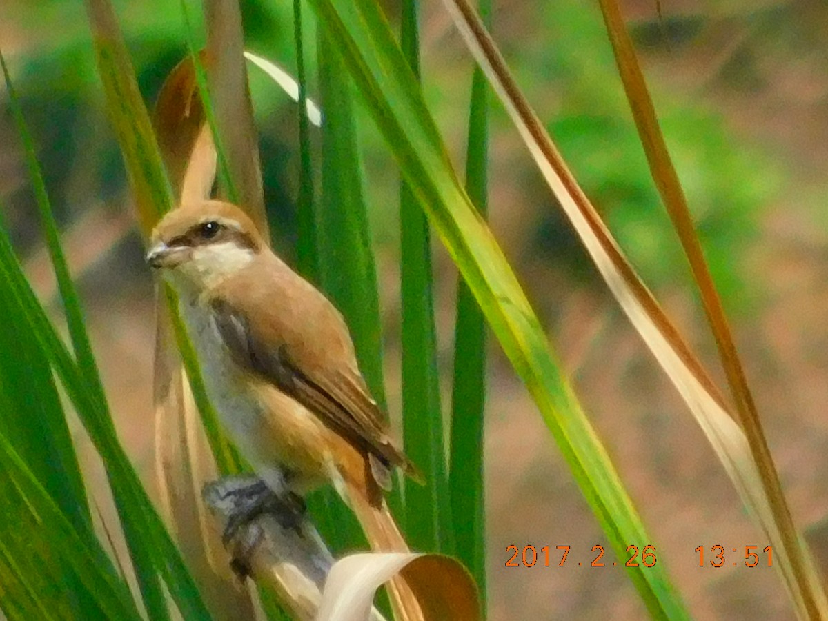 Brown Shrike - GIRISHKUMAR K