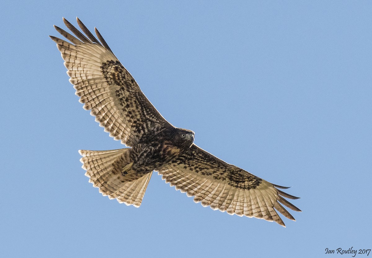 Red-tailed Hawk - ML64659111
