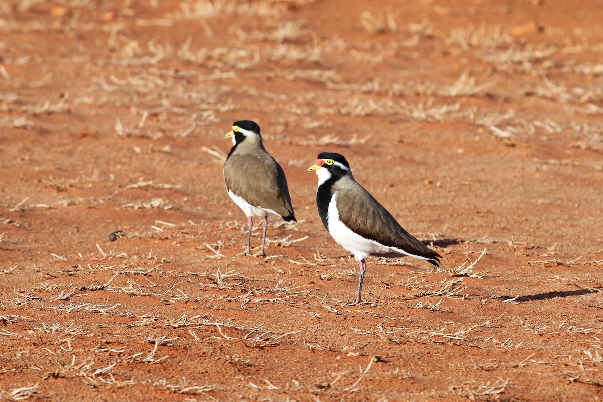 Banded Lapwing - ML64662981
