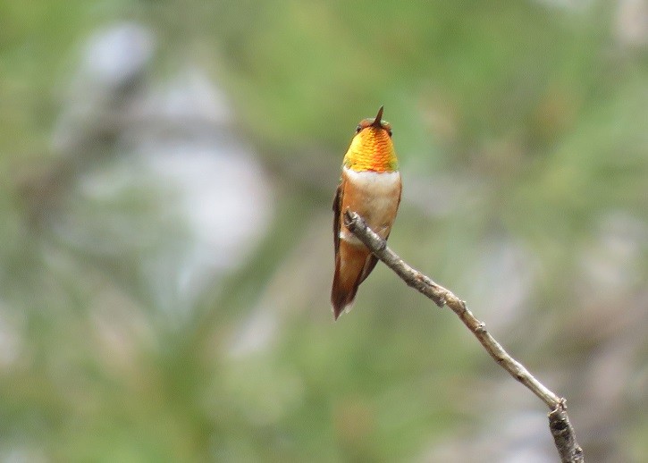 Rufous Hummingbird - Troy Corman