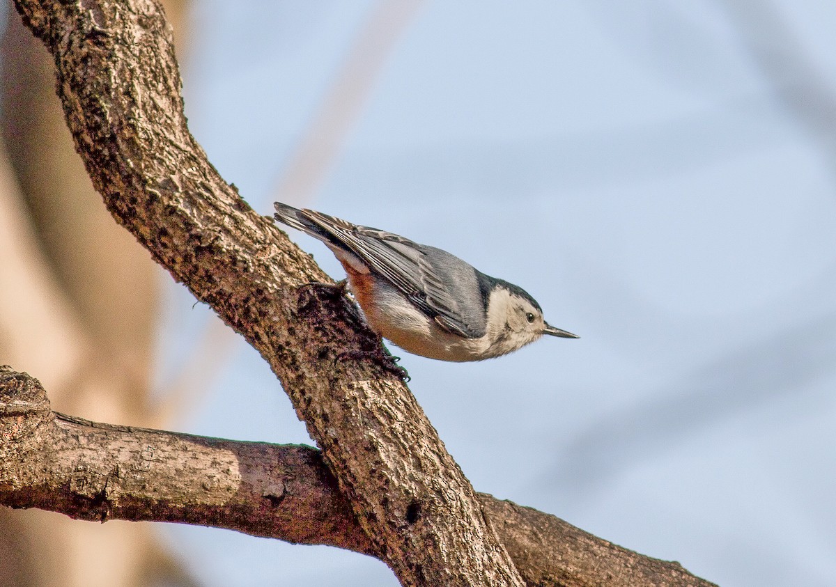White-breasted Nuthatch - Nick Pulcinella