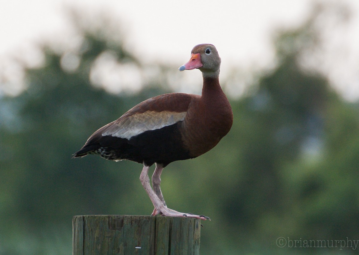 Black-bellied Whistling-Duck - Brian Murphy