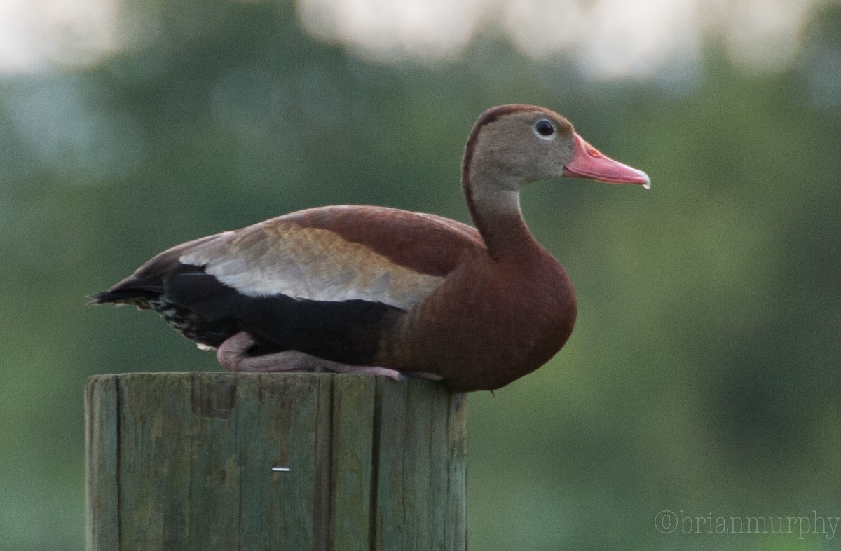 Black-bellied Whistling-Duck - Brian Murphy