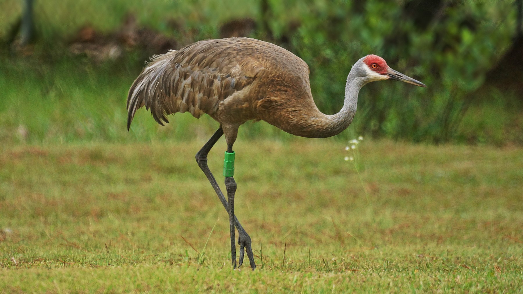 Grulla canadiense (pulla) - eBird