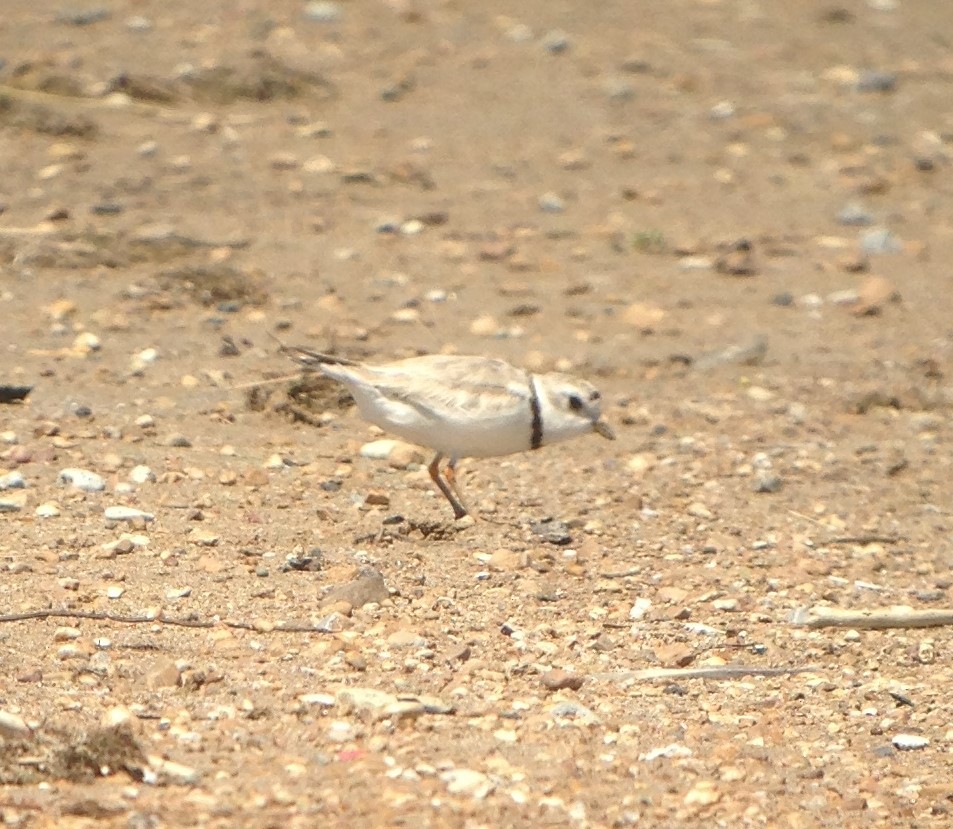 Piping Plover - ML64667661