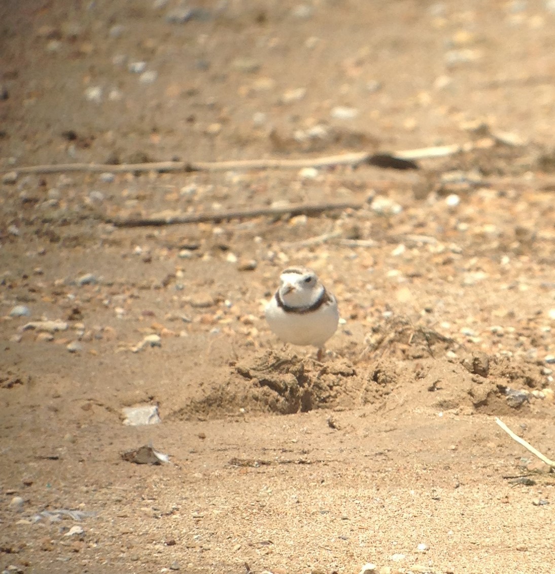 Piping Plover - ML64667681