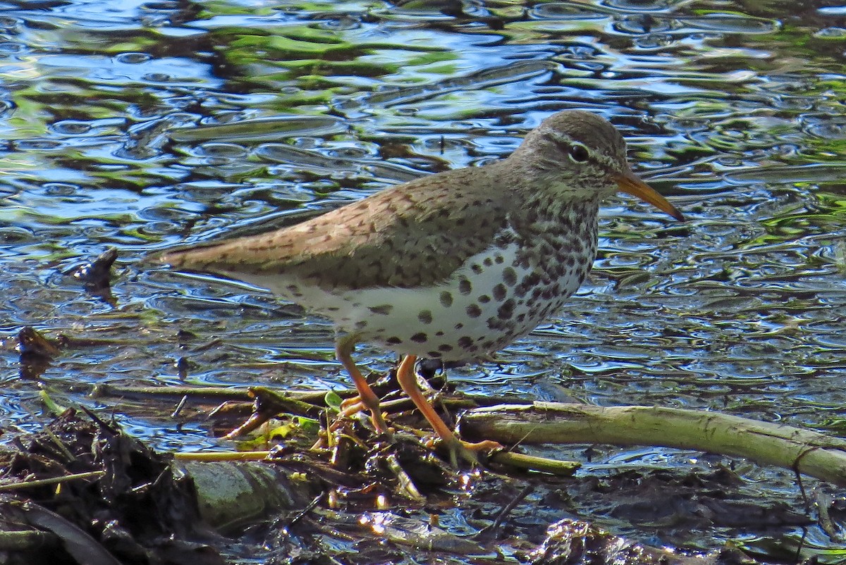 Spotted Sandpiper - Lauri Taylor
