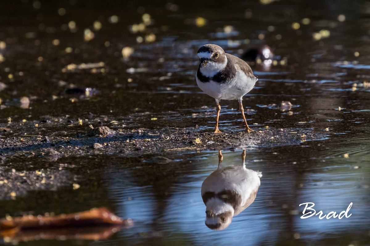 Semipalmated Plover - ML64671321
