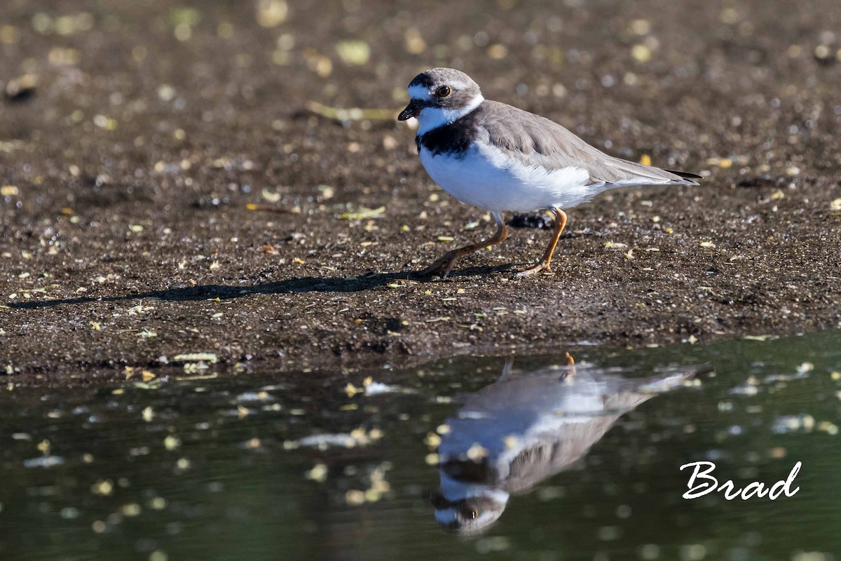 Semipalmated Plover - ML64671331