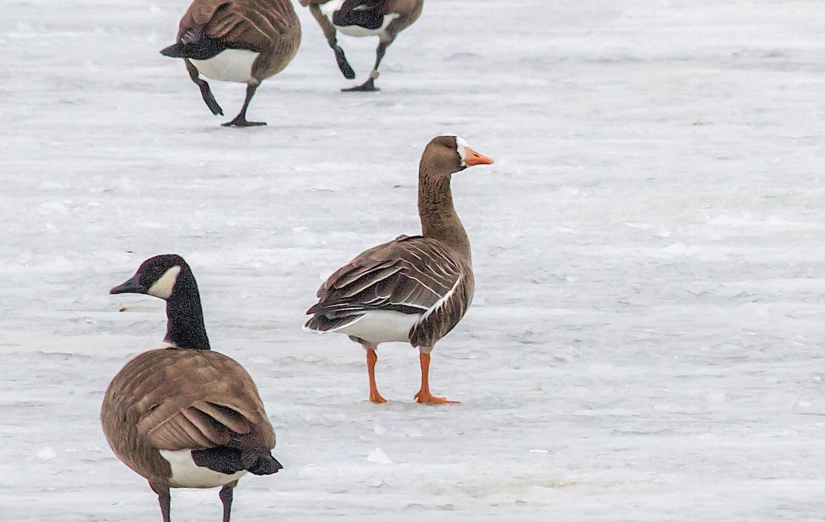 Greater White-fronted Goose - ML64673031