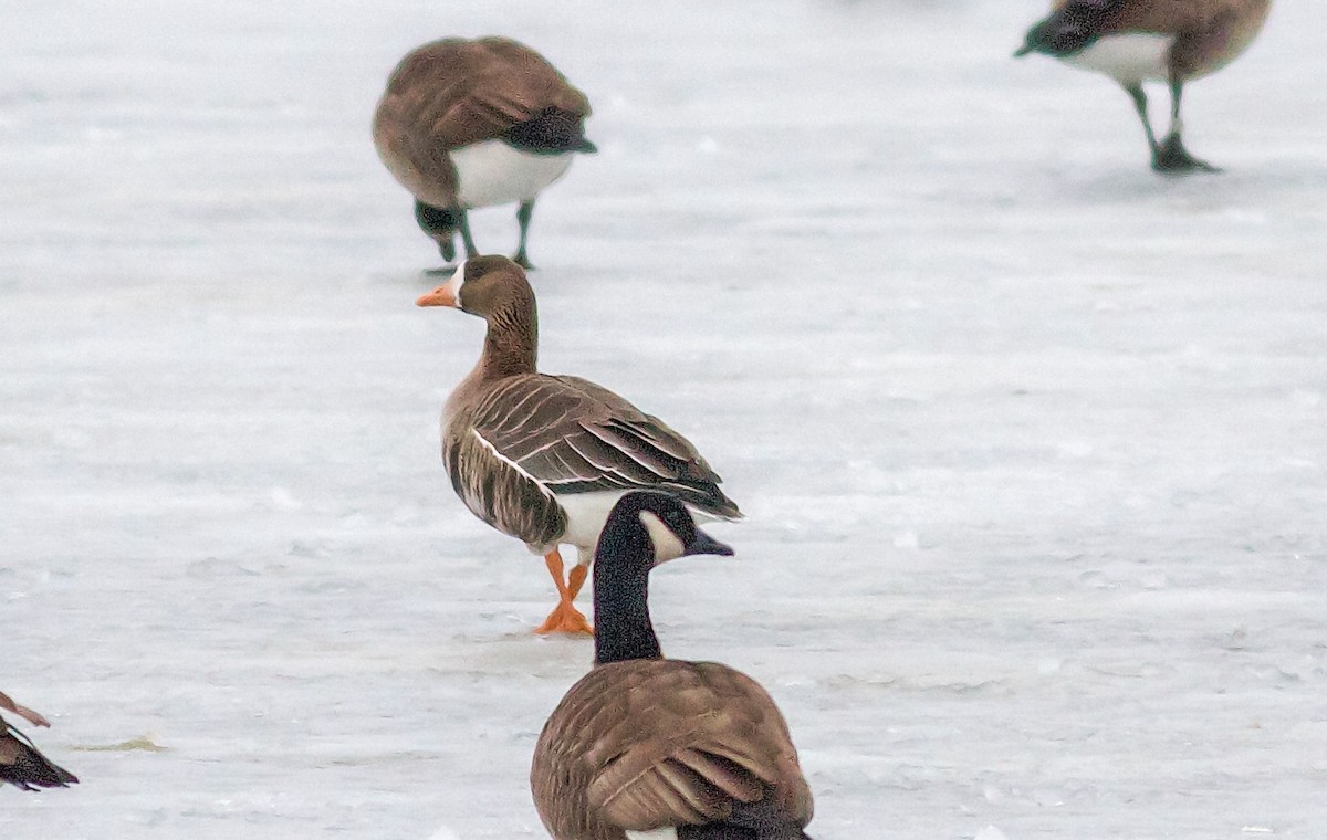 Greater White-fronted Goose - Nick Pulcinella