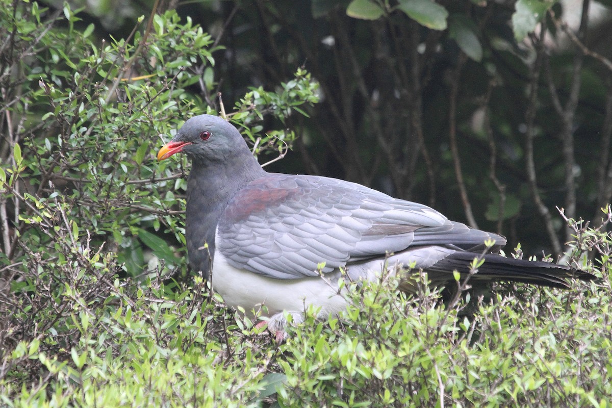 Chatham Island Pigeon - ML64675001