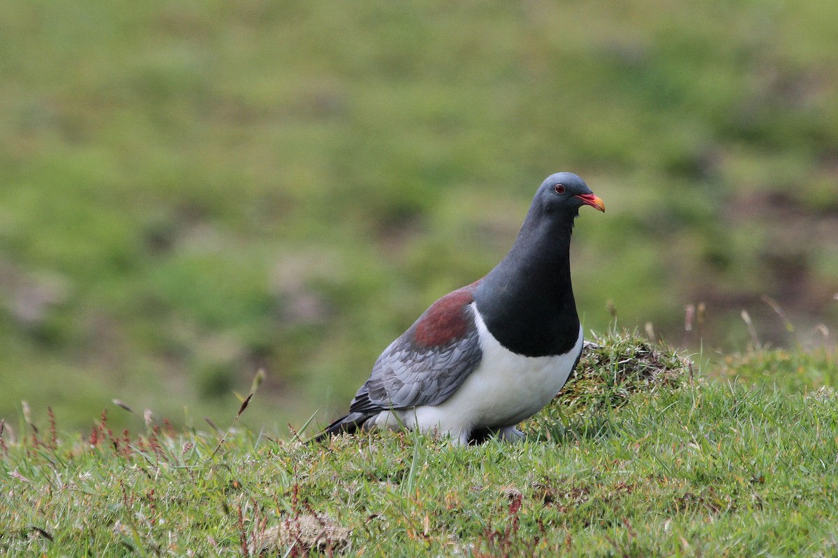 Chatham Island Pigeon - Stephen Gast