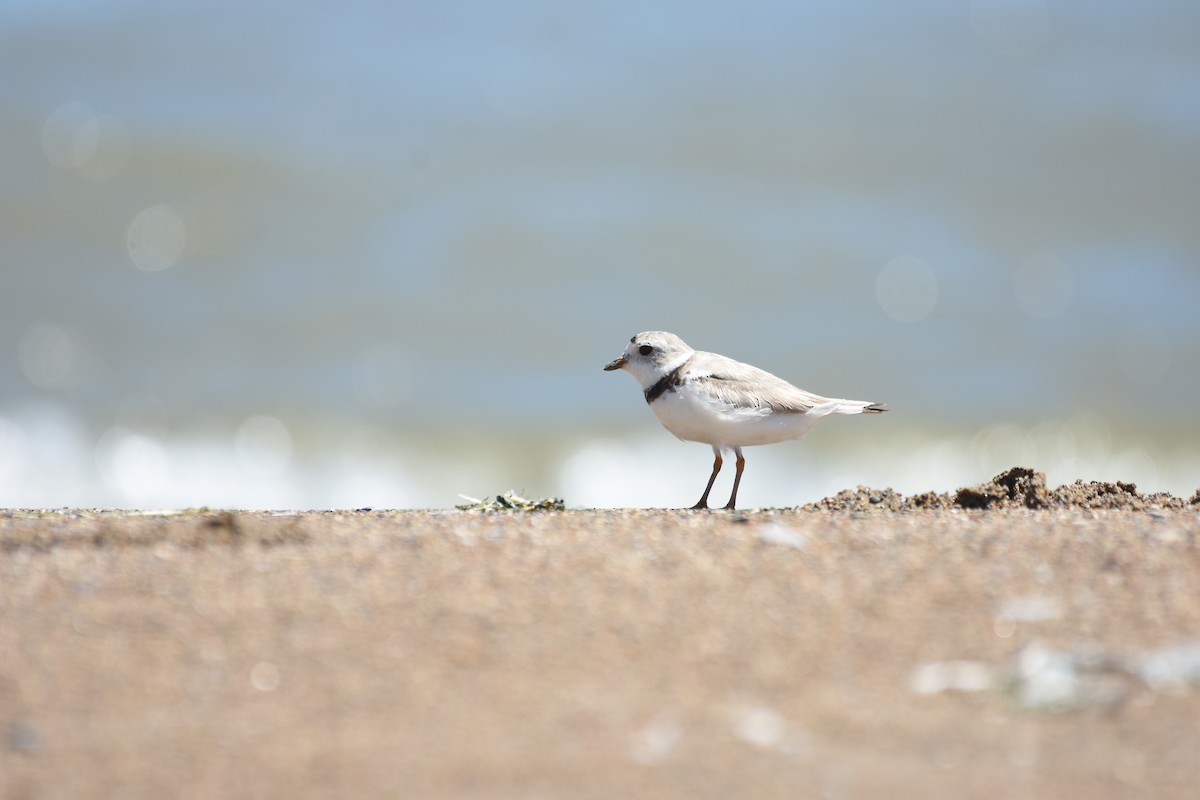 Piping Plover - ML64675641