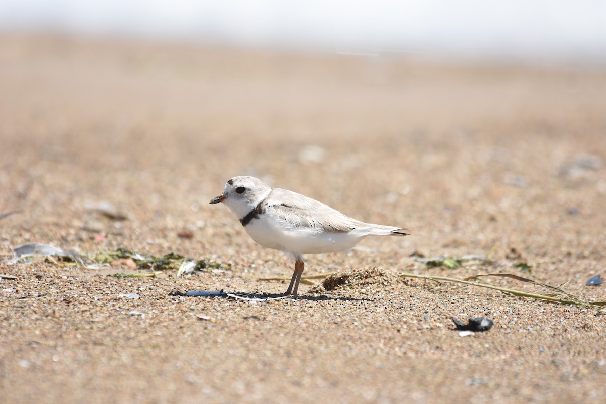 Piping Plover - ML64675651