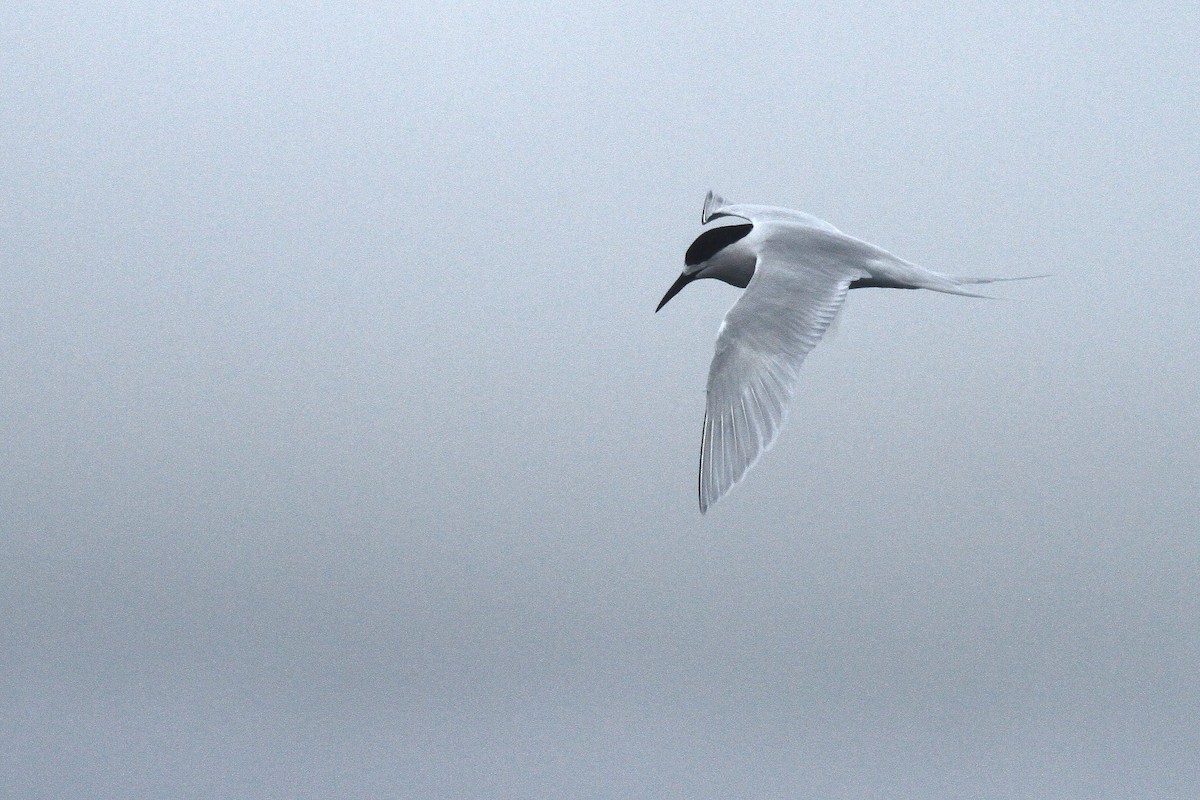 White-fronted Tern - ML64675701