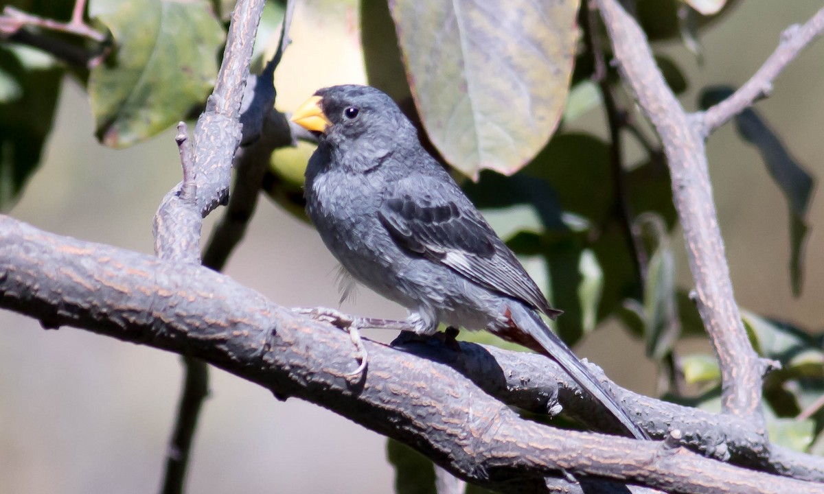Band-tailed Seedeater - ML64677561
