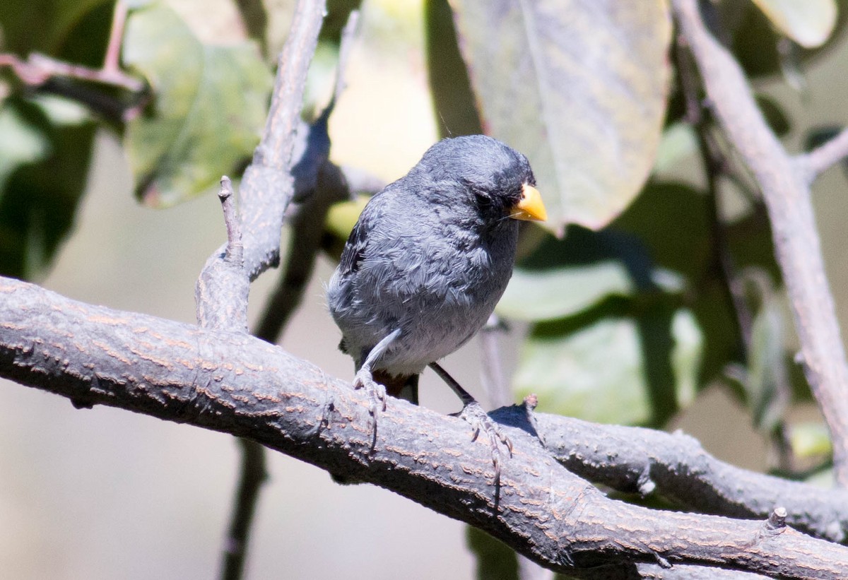 Band-tailed Seedeater - ML64678371