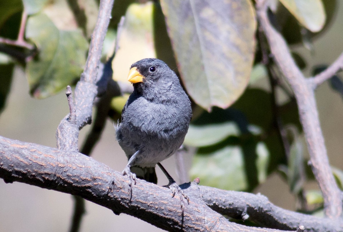 Band-tailed Seedeater - ML64678391