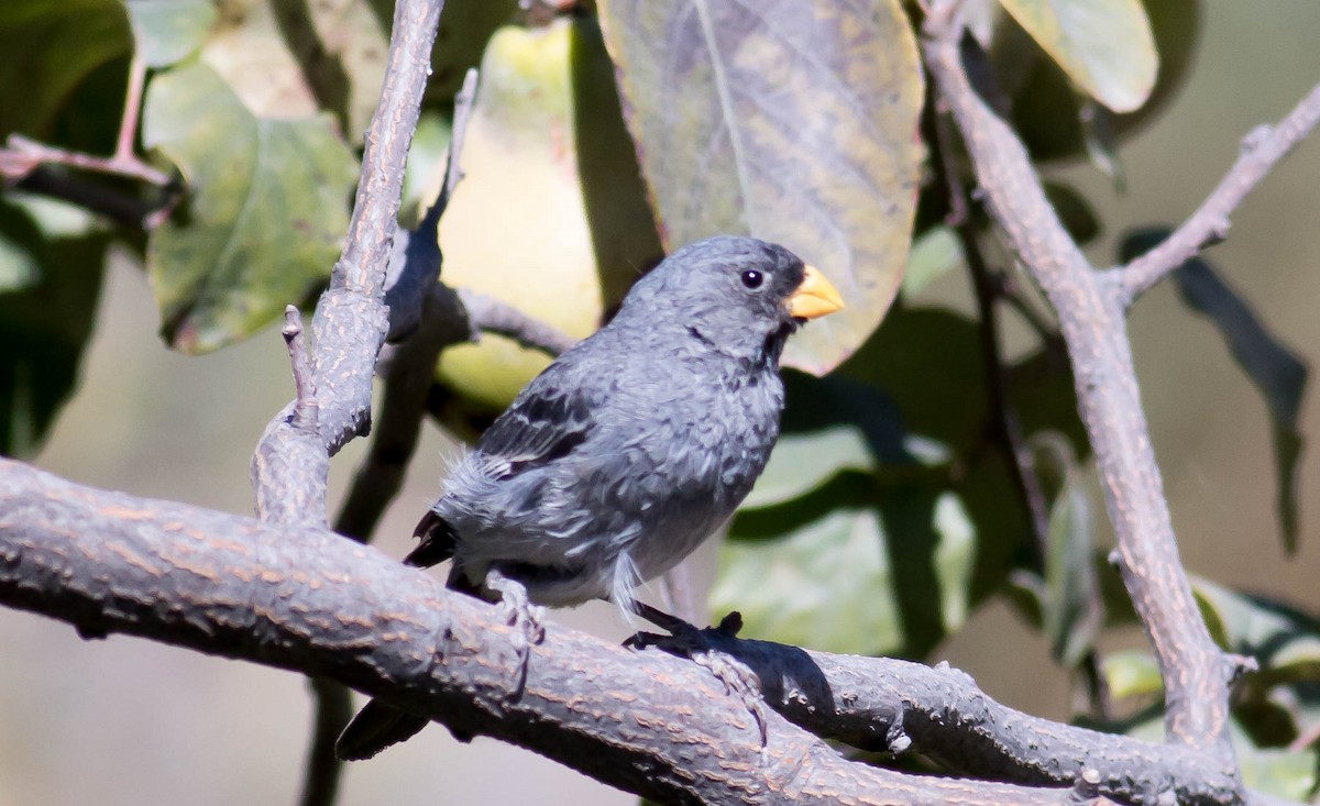Band-tailed Seedeater - ML64678401